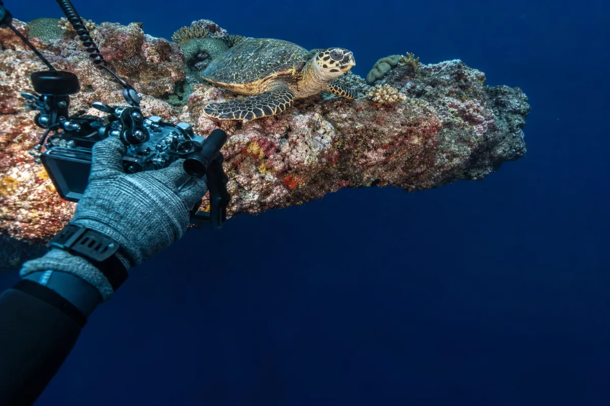 Diver photographing a hawksbill turtle on a reef ledge