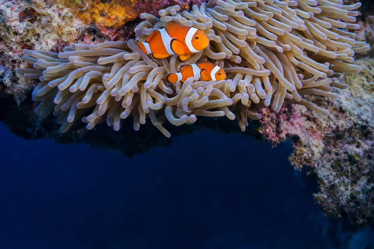 Pair of clownfish in a sea anemone